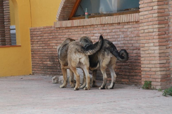 BACHATA Y BELLA DE LA GORGORACHA CON 7 MESES
Keywords: gorgoracha