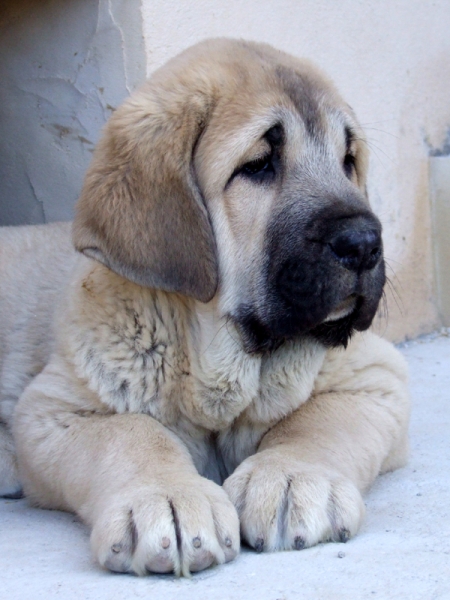 GIDEON DE DUELOS Y QUEBRANTOS
CABEZA DE CACHORRO 75 DIAS
Keywords: head portrait cabeza