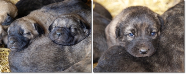 Puppies of mastín leonés from Leoni x Zar (Litter of March 2010)
Keywords: puppyspain mastines, cachorros, camada, leoni, zar