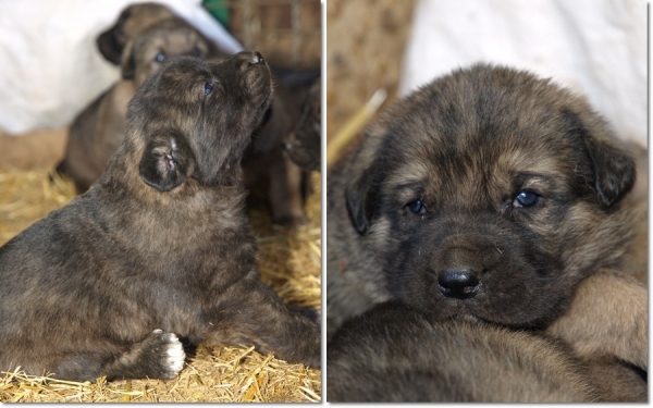 Puppies of mastín leonés from Leoni x Zar (Litter of March 2010)
Keywords: puppyspain mastines, cachorros, camada, leoni, zar