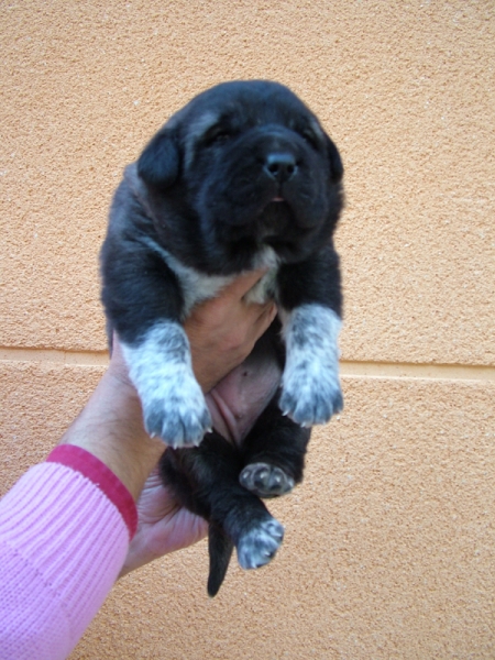 cachorro 2003 duelos y quebrantos
cachorro hembra duelos y quebrantos
Keywords: duelos y quebrantos