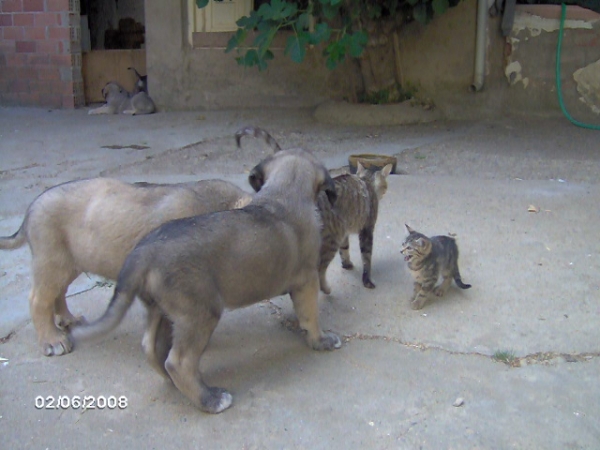 Cachorros de Trobajuelo - Jugando con los gatos
Tormenta de Reciecho X Bartolo de Antalmuhey
05.06.2008 

Keywords: pet trobajuelo puppyspain puppy cachorro