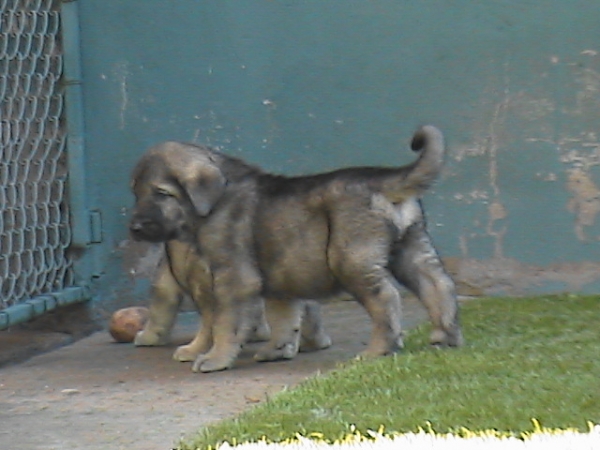 Cachorro 1 mes
Camada de Leonesa de Los Altos del Duero x Hercules del Valle de Santiago
Keywords: dueros Altos del Duero