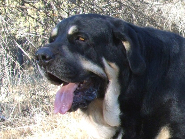 AZABACHE DE CAMPOLLANO
ESPLENDIDO MACHO DE 30 MESES, SIETE JUECES DISTINTOS LO JUZGARON, EL RAPPORT DE LOS SIETE ES IDENTICO: EXCELENTE EN TODOS LOS CONCEPTOS, ARMONIA Y BELLEZA LO DEFINEN.....TODO UN MASTIN ESPAÑOL

Keywords: azabache