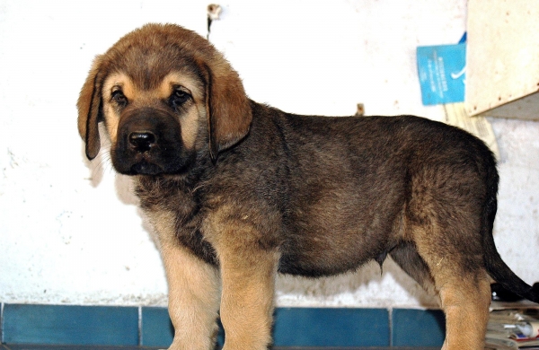 Júpiter de Trobajuelo - con 50 días
Tormenta de Reciecho X Bartolo de Antalmuhey
05.06.2008 

Keywords: trobajuelo puppyspain puppy cachorro