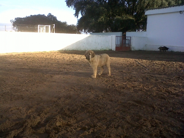 LINTO DE TORREANAZ X  LU
