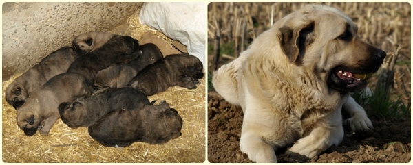 Puppies of mastín leonés from Leoni x Zar (Litter of March 2010)
Keywords: puppyspain mastines, cachorros, camada, leoni, zar