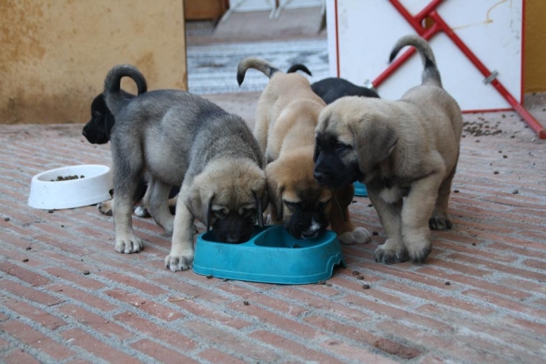 CACHORROS DE LA GORGORACHA
Keywords: puppyspain gorgoracha