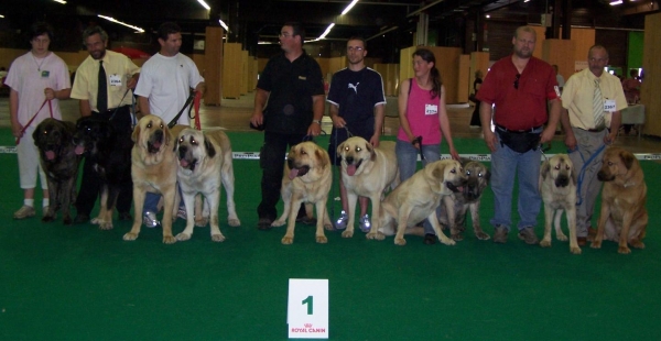 Matin espagnol de France 2006
Photo des matin espagnol participant au championnat de france du Bourget en juin 2006.

Photo of the Spanish mastiffs at the 'Championnat of France - Bourget 18.06.2006.


Keywords: 2006