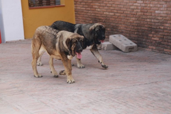 BACHATA Y BELLA DE LA GORGORACHA CON 7 MESES
Keywords: gorgoracha