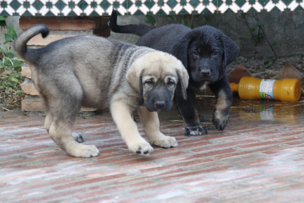 CACHORROS DE LA GORGORACHA
Keywords: puppyspain gorgoracha