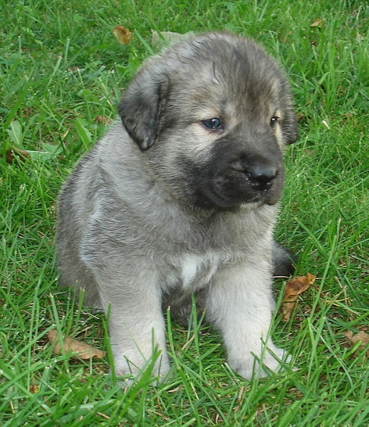 Darcy - 4 weeks old
Delilah (Rawa z Doliny Czarnej Wody) x Logan Tornado Erben
Keywords: puppyusa jordan