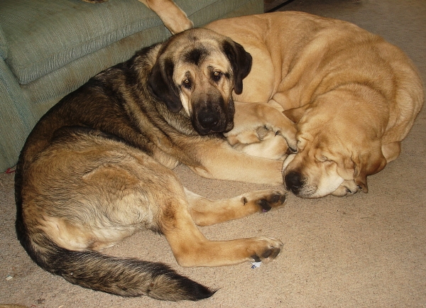 Aliya & Delilah
Aliya (11 months) cuddling with her mother Delilah
Keywords: jordan