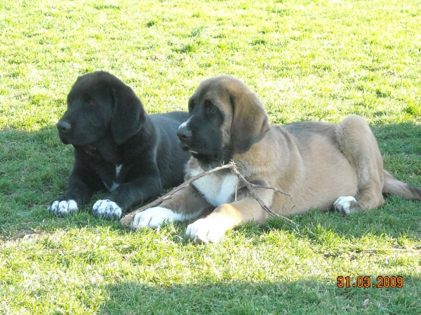 Cachorros de Basillon - a los 3 meses
a los  3 meses
Keywords: basillon