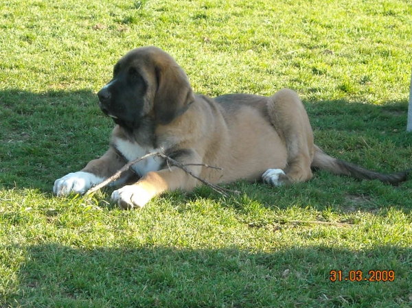 Cachorro de Basillon - a los tres meses
Keywords: basillon