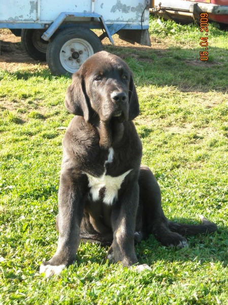 Cachorros de Basillon
Keywords: basillon