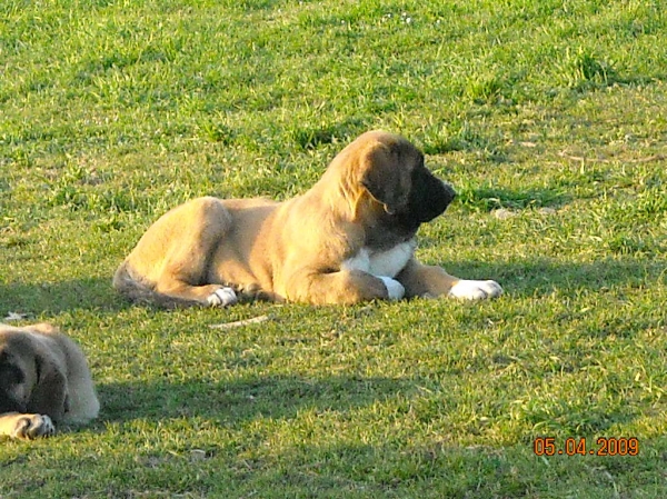 cachorros de Basillon - a sus 3 meses
Keywords: basillon