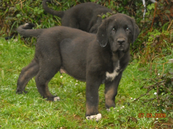 NERO de BASILLON
Keywords: basillon