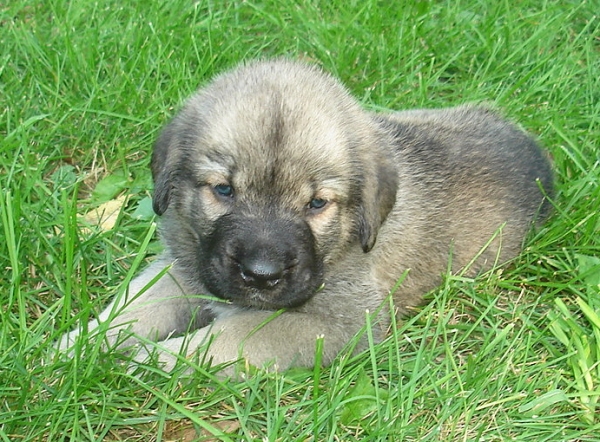 Diva - 4 weeks old
Delilah (Rawa z Doliny Czarnej Wody) x Logan Tornado Erben
Keywords: puppyusa jordan