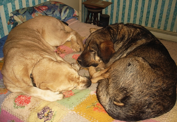 Delilah & Moses
lazing in bed
Keywords: jordan