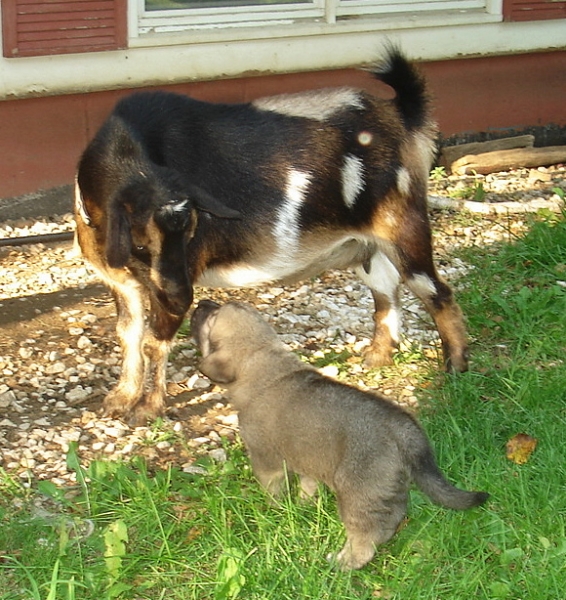 Dover saying hello to the goat
Delilah (Rawa z Doliny Czarnej Wody) x Logan Tornado Erben
Keywords: flock jordan