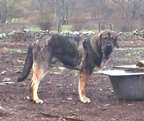 Aslan de Puerto Canencia 15 meses
Aslan (Ch. Barco de Montes del Pardo x Loba de los Piscardos)
Keywords: canencia