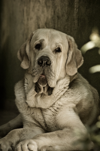 Duke 
Keywords: head portrait cabeza