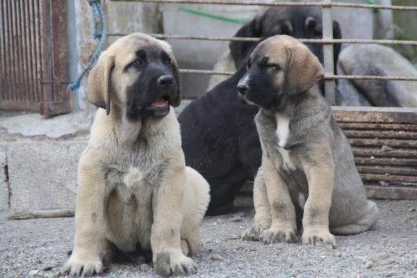 DUENDE Y DINO  DE LA GORGORACHA
Keywords: puppyspain gorgoracha