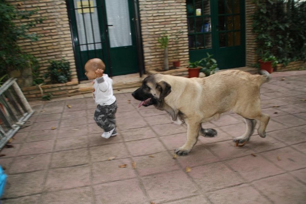 YERAY  Y DUENDE EL SU RING PARTICULAR
Keywords: kids gorgoracha