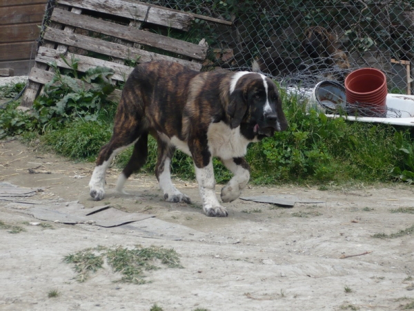 Astromelias Fruco at 5 months
Fruco, from the Astromelias kennels of Malaga Espana, grandson of Sultan de Cueto Negro.  
He will join Patron and Pastora in guarding goats and sheep on a small goat and sheep ranch in Northern Nevada.
Keywords: puppyspain cincodeseosranch