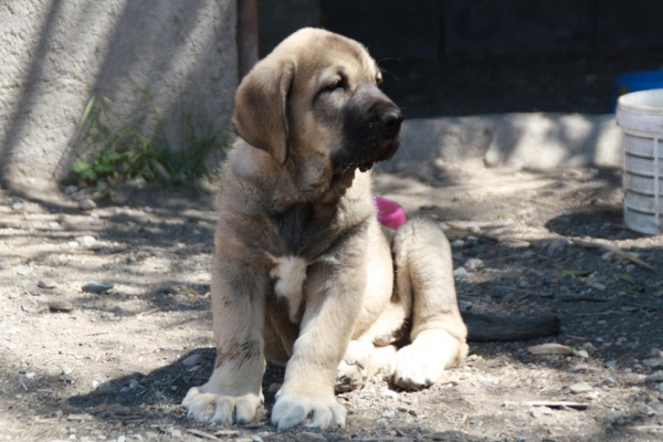 Falcon de la Gorgoracha 2 meses
hijo de Bachata de la Gorgoracha y Onego de Campollano
Keywords: GORGORACHA