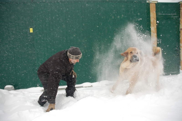 Spanish Grande Tornado Erben playing in the snow
16 months old
Keywords: spanish-grande