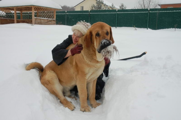 Spanish Grande Tornado Erben 16 months 
Druso de la Aljabara x Ich. Lois Tornado Erben
