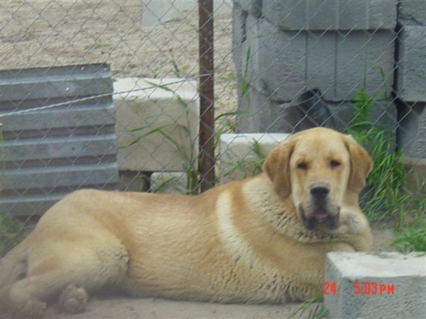 Hooligan Tornado Erben 10months
Druso de la Aljabara x Cassandra Tornado Erben
Keywords: tornado puppy cachorro