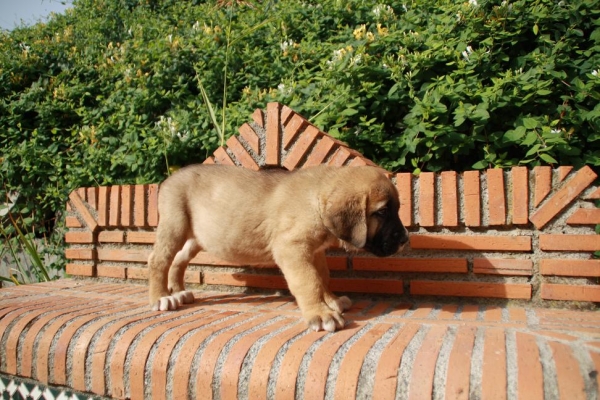 Cachorro de la Gorgoracha

Vitiza Dancá Cotufa  X Venus Cerros del Viento
24.05.2009
Males - Machos: 2
Females - Hembras: 6
Keywords: gorgoracha