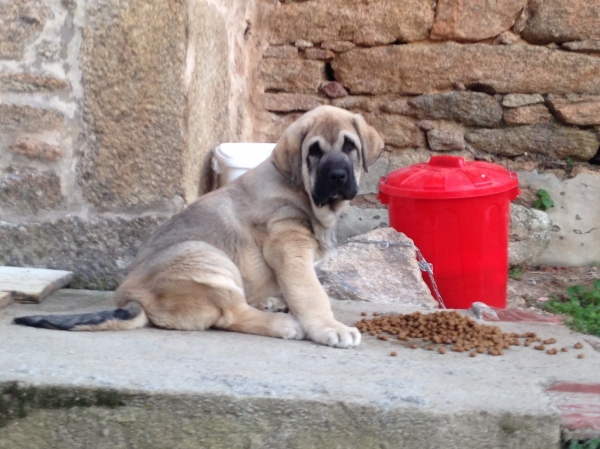 Vitorio de Fuente Mimbre
Orestes de Ablanera x Quintana de Fuente Mimbre 
Keywords: barbantia puppyspain fuentemimbre