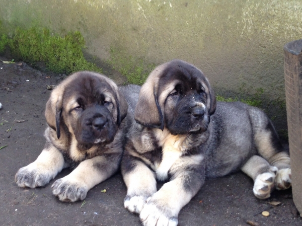 Amanda y Violeta de Barbantia 
Keywords: Barbantia puppyspain