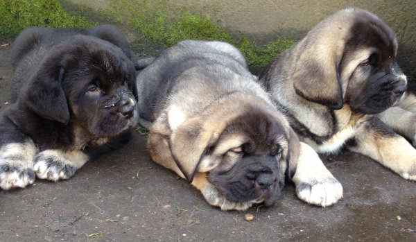 Kenia, Amanda y Violeta de Barbantia
Cachorras con 45 días 
Keywords: Barbantia