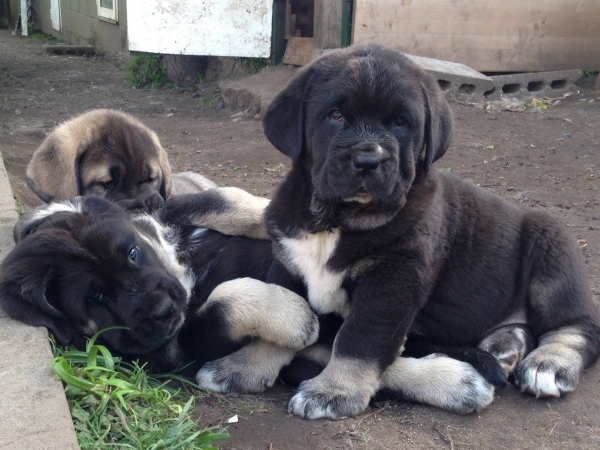 Kenia de Barbantia
Cachorra con 45 días
Keywords: Barbantia, Galicia