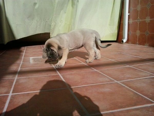 Narciso de Barbantia 
Cachorro de 2 meses 
Keywords: barbantia Galicia