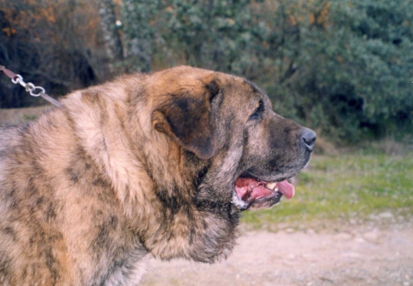 Baron de Alneyo, 8 años
Keywords: veterans veteranos head portrait cabeza