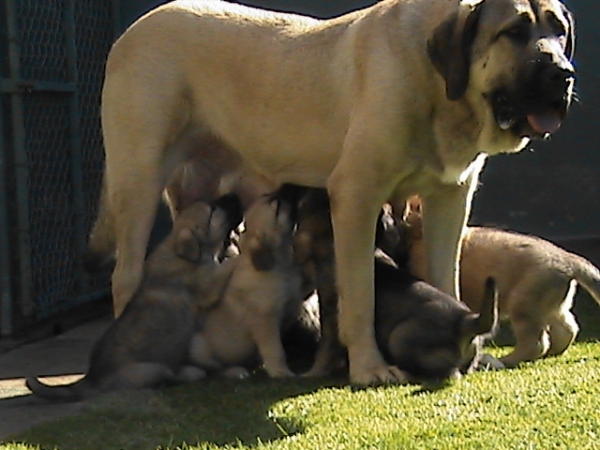 Leonesa y sus cachorros
Keywords: duero cachorros