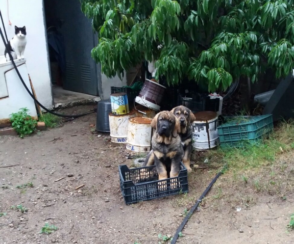 Lola Y Lolo de Parameras y Alcarrias 3 meses
Congo de Campollano x Leslie Tornado Erben
