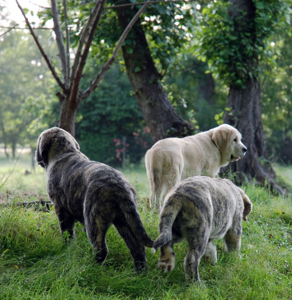 Los Montes Pravianos
Keywords: tigre,bimba,ariel,montes,pravianos,zeus