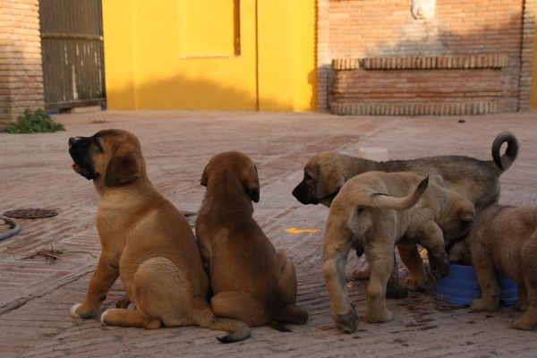 CACHORROS DE LA GORGORACHA
Keywords: gorgoracha