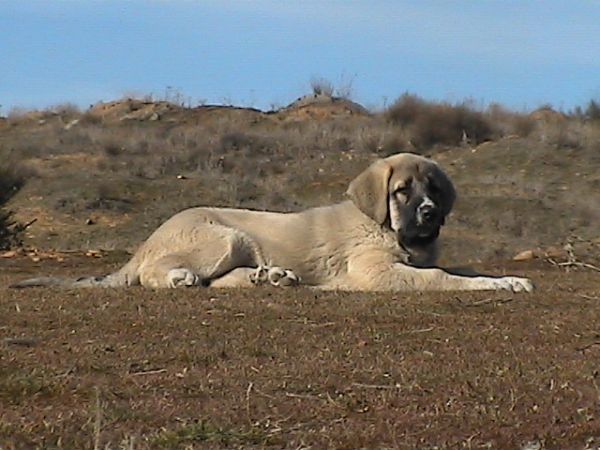 Puppy from Los Altos de Duero
Keywords: duero