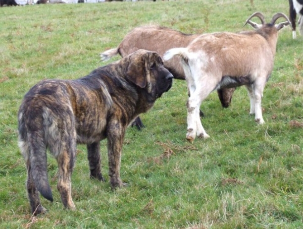 MASTINES Y GANADO: JONAS, CACHORRO DE MASTIN
