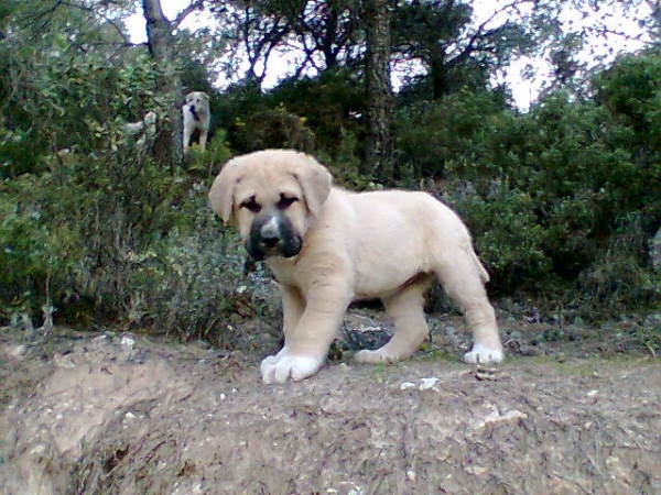 Nova 2 months
Keywords: yogi2