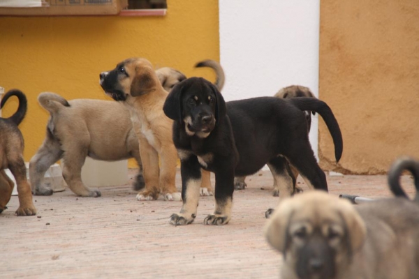 CACHORROS DE LA GORGORACHA
Keywords: puppyspain gorgoracha