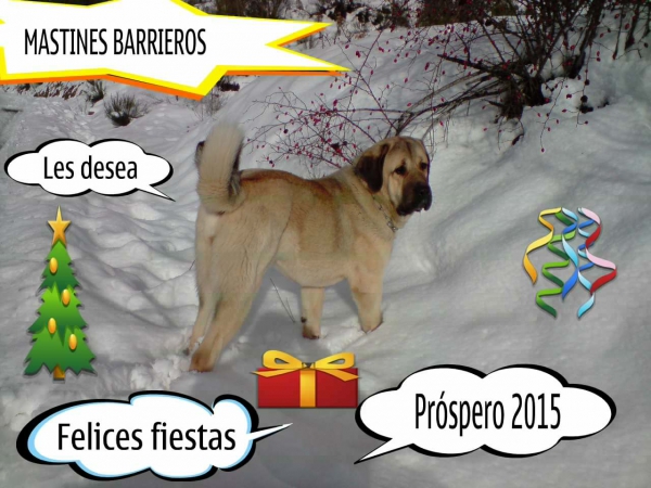 Merry Chrismas & Happy New Year 2015 from Barrieros, Spain
Keywords: barrieros xmas